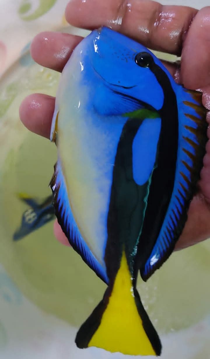 Yellow Belly Regal Tang Fish