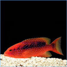 Skunk Guroper Fish