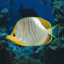 Yellow Head Butterflyfish