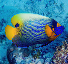 Blue Face Angelfish