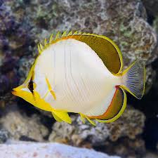 Yellow Head Butterflyfish