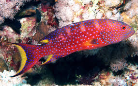 Skunk Guroper Fish