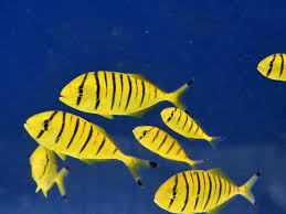 Golden Trevally Fish