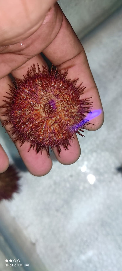 Red Urchin