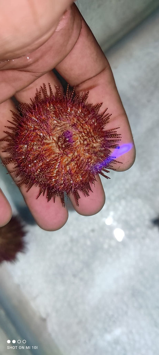 Red Urchin