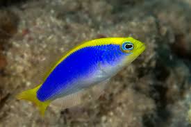 Sunrise Dottyback Fish