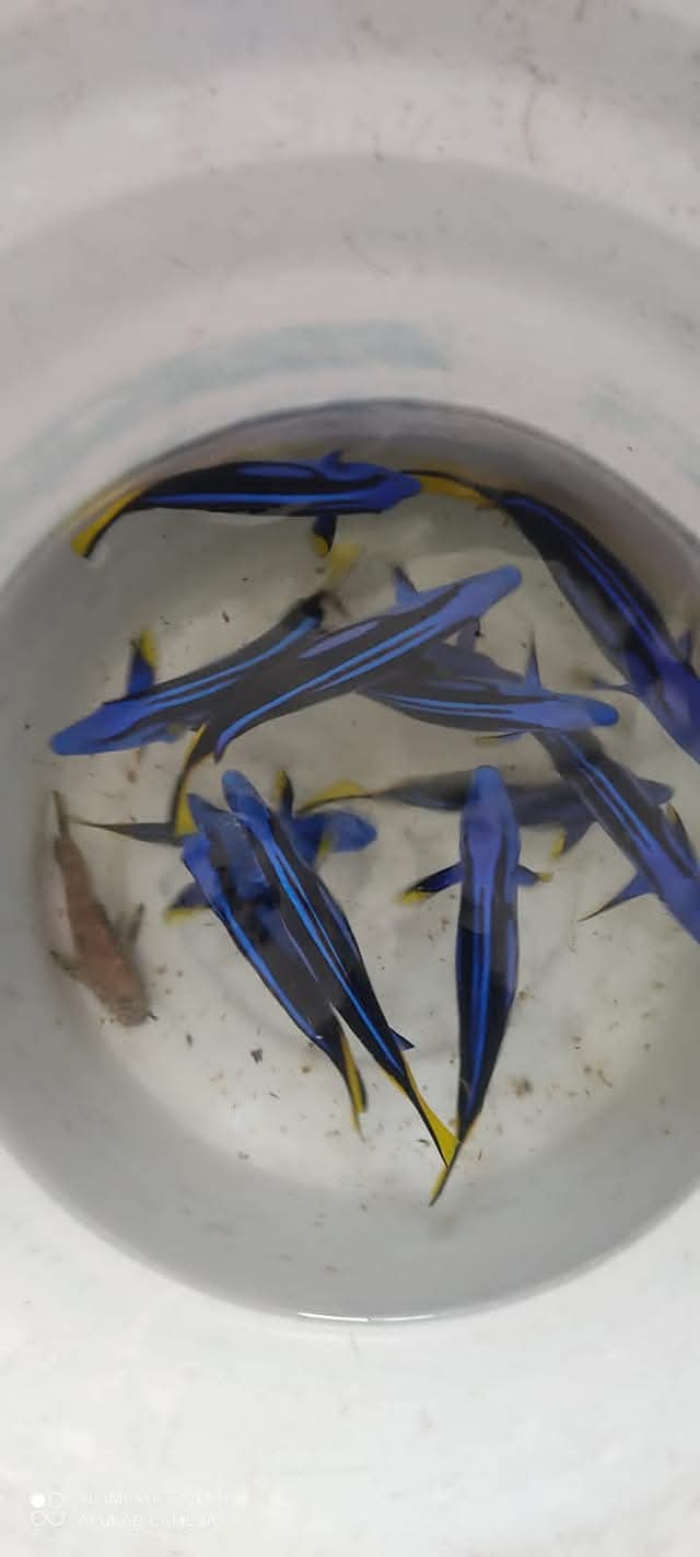 Yellow Belly Regal Tang Fish