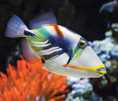 Picasso Trigger Fish