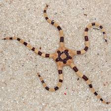 Tiger Serpent Starfish
