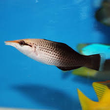 Brown Bird Wrasse