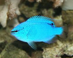 Devil Damsel Fish (Female)