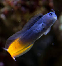 Bicolour Blenny Fish