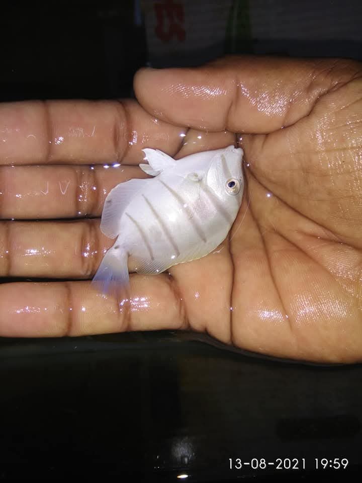 Convic Tang Fish