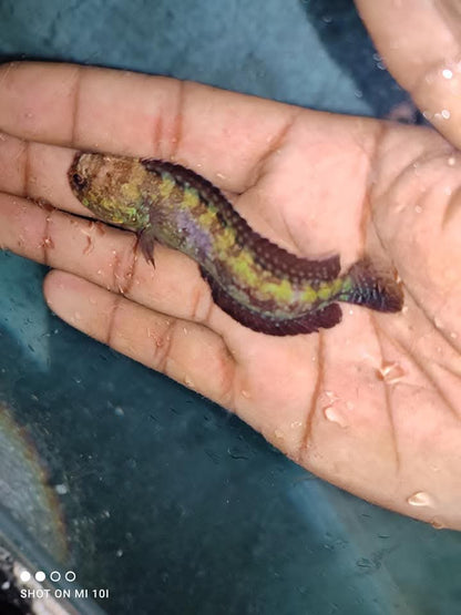 Jaw Fish