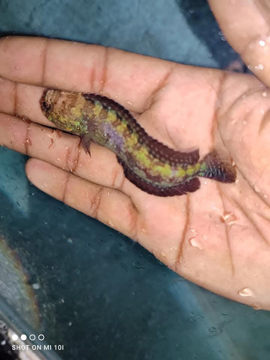 Jaw Fish