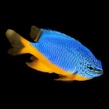 Azure Damsel Fish