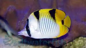 Pacific Saddleback Butterflyfish