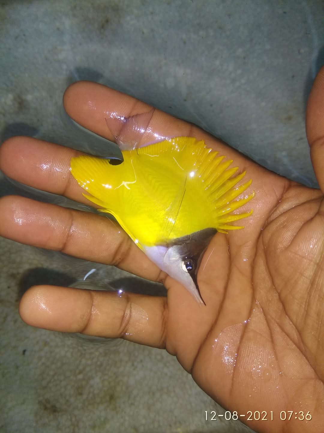 Long Nose Butterfly Fish