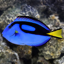 Blue Tang Fish