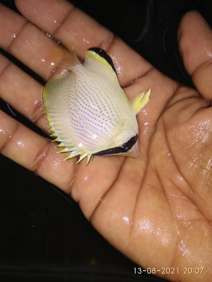 Citran Butterfly Fish