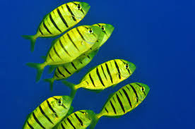 Golden Trevally Fish