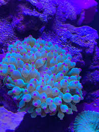 Pink/Green Bubble Tip Anemone