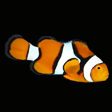 True Percula clownfish