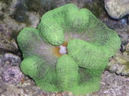 Green Carpet Anemone