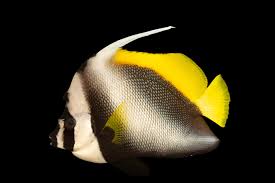 Singular Bannerfish