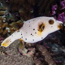 Dog Face Pufferfish
