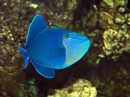 Niger Trigger Fish