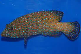 Blue Spotted Grouper