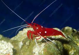 Blood Shrimp