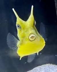 Cow Fish