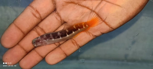 Bicolour Blenny Fish
