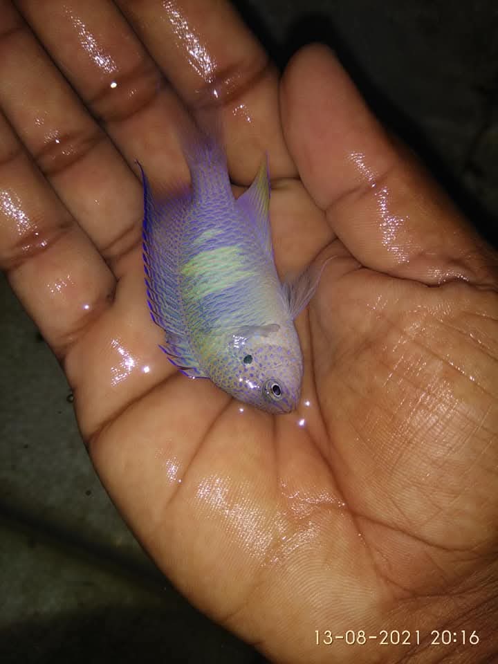 Peacock Damsel Fish