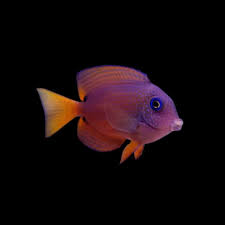 Blue Eye Tang Fish