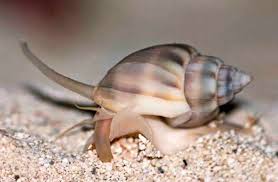 Nassarius Snail