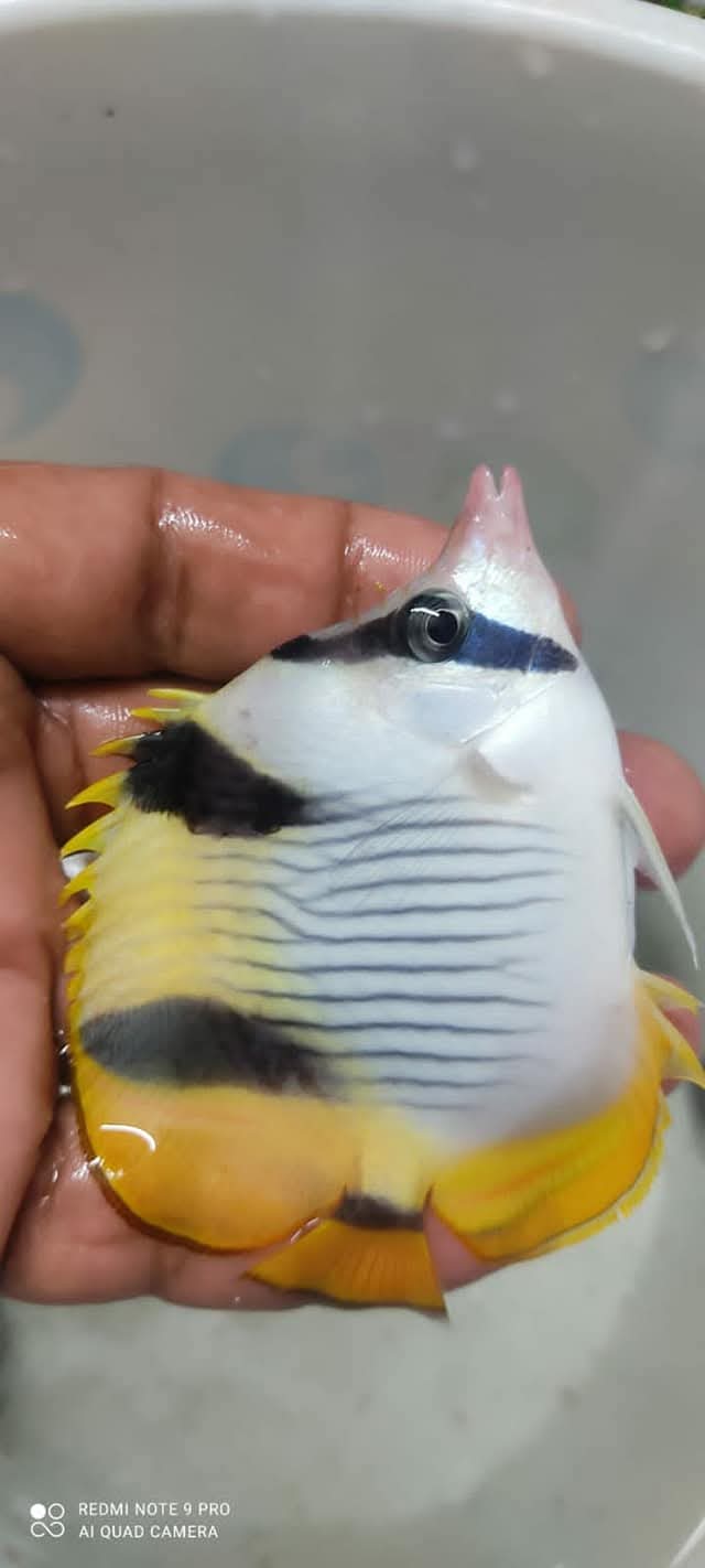 Pacific Saddleback Butterflyfish