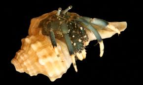 White Tip Reef Hermit Crab