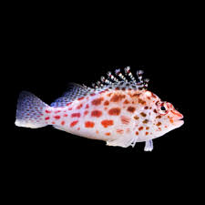 Pixy Hawk Fish