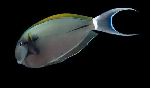 Black Shoulder Tang