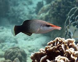 Brown Bird Wrasse