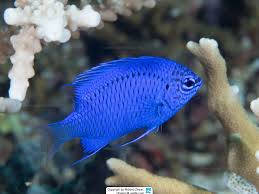 Devil Damsel Fish (Female)