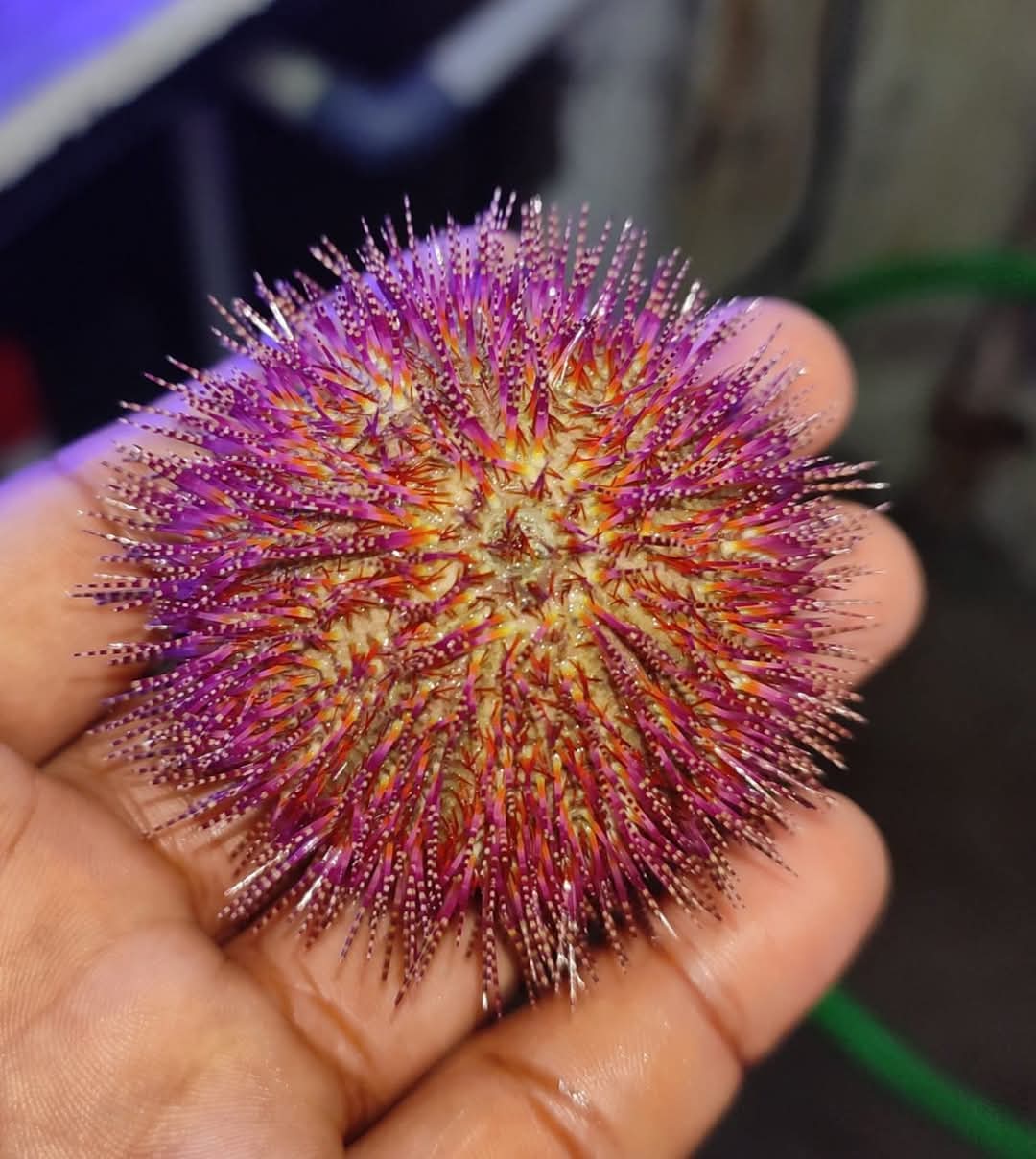 Red Urchin