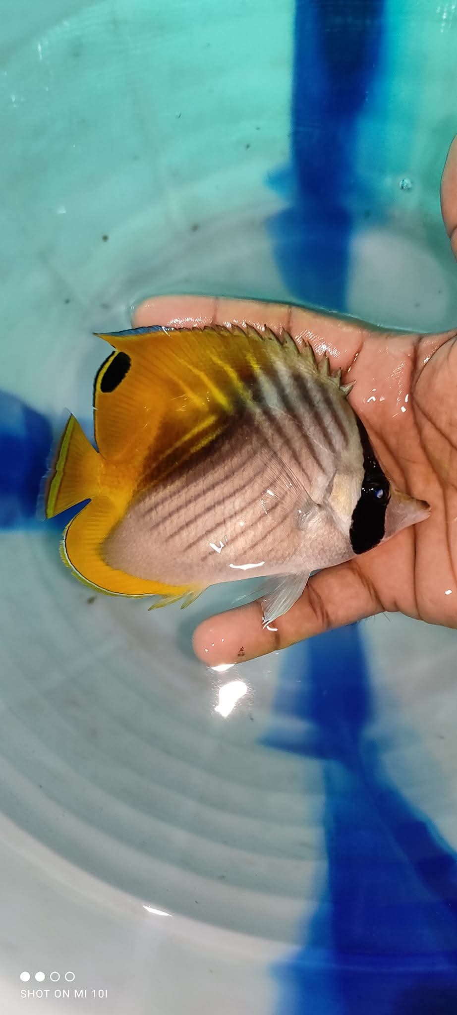 Threadfin Butterflyfish