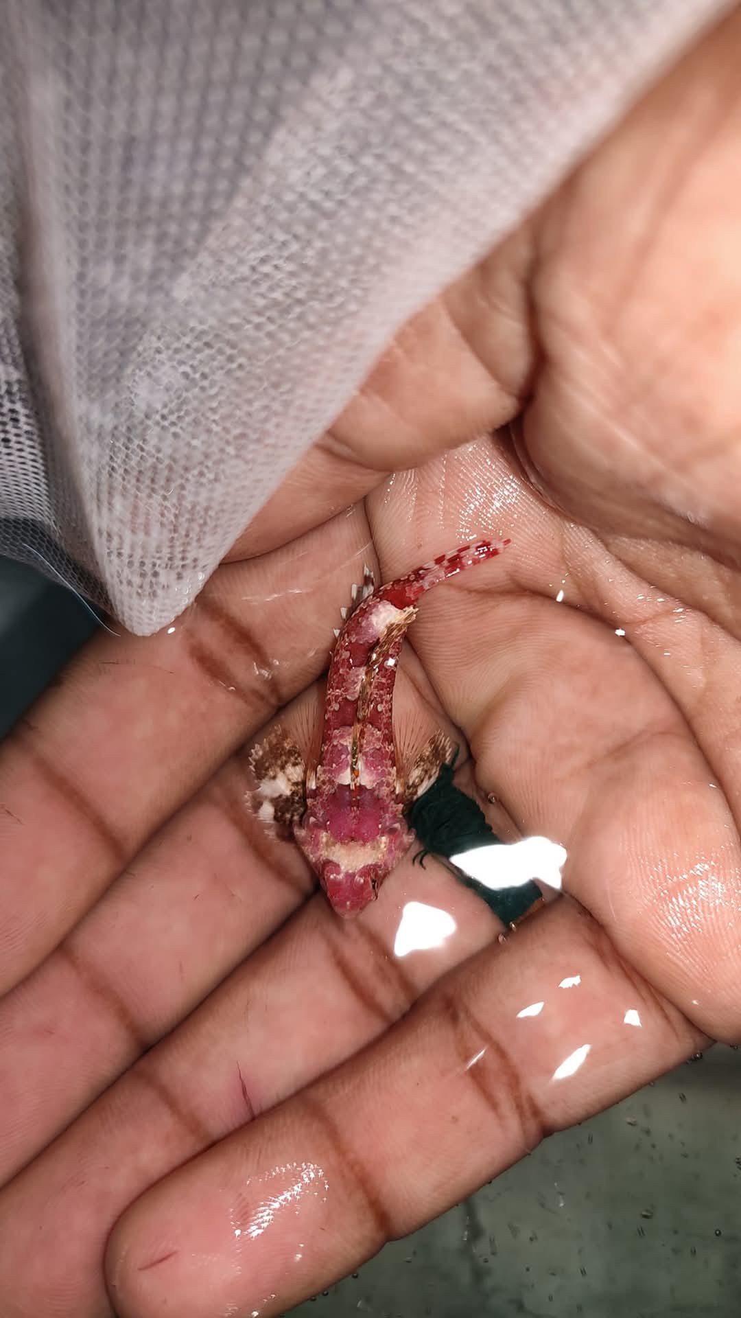 Red Scooter Goby