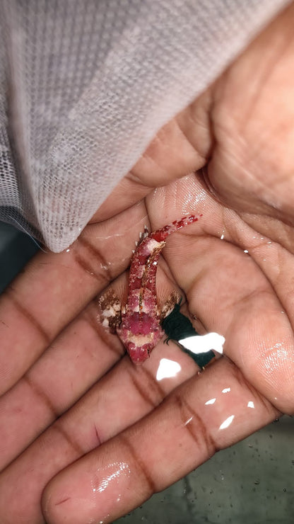 Red Scooter Goby