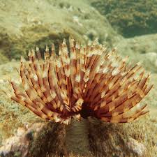 Feather Duster Worms