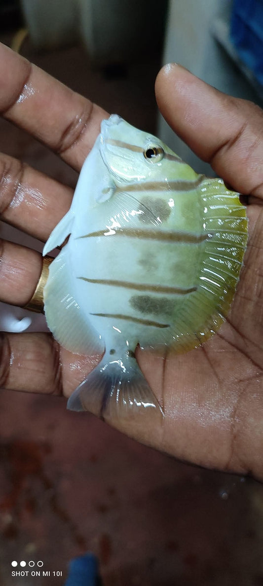 Convic Tang Fish